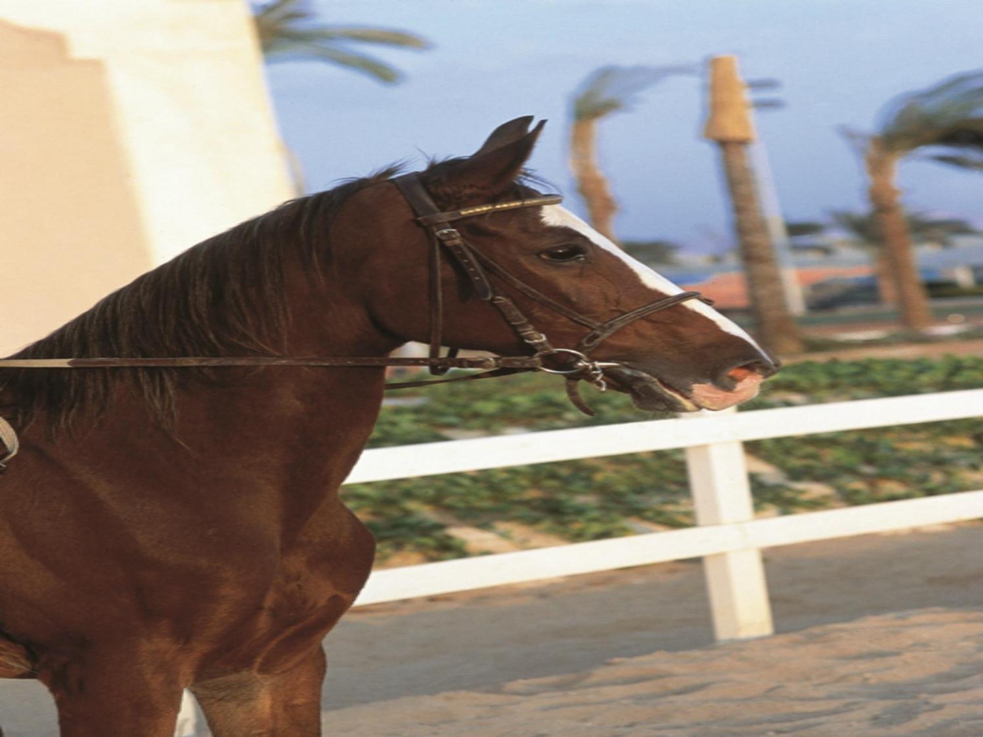 Concorde El Salam Cairo Hotel & Casino Eksteriør billede A horse wearing a snaffle bridle